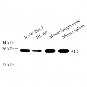Anti -AICDA Rabbit pAb