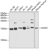 [KO Validated] Histone H2A.Z Rabbit pAb (A12442)