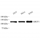 Anti -ABCF1 Rabbit pAb