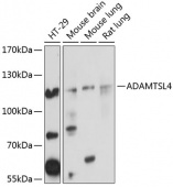 ADAMTSL4 Rabbit pAb (A4785)