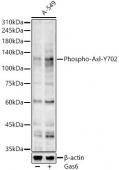 Phospho-Axl-Y702 Rabbit pAb (AP0848)
