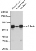 α-Tubulin Rabbit mAb (A6830)