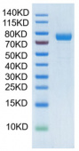 Recombinant Human TNFSF13B/BAFF/CD257 Trimer Protein (RP02052)