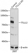 [KO Validated] TTLL12 Rabbit pAb (A19994)