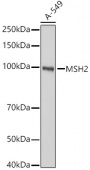 [KO Validated] MSH2 Rabbit pAb (A21494)