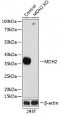 [KO Validated] MDH2 Rabbit pAb (A19906)