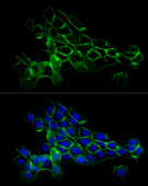 ABflo® 488 Rabbit anti-Human CD44 mAb (A22519)