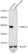 [KO Validated] AKR1A1 Rabbit pAb (A18014)