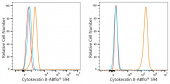 ABflo® 594 Rabbit anti-Human Cytokeratin 8 mAb (A24331)