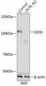 [KO Validated] OCRL Rabbit pAb (A19976)