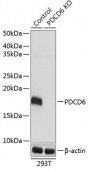[KO Validated] PDCD6 Rabbit pAb (A19924)