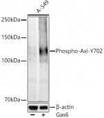 Phospho-Axl-Y702 Rabbit mAb (AP1427)