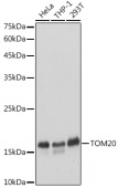 [KO Validated] TOM20 Rabbit pAb (A18047)