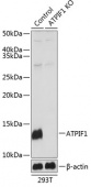 [KO Validated] ATPIF1 Rabbit pAb (A19946)