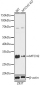 [KO Validated] MTCH2 Rabbit pAb (A12934)