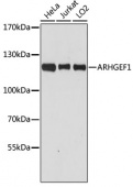 [KO Validated] ARHGEF1 Rabbit pAb (A4274)