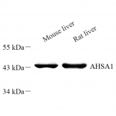 Anti -AHA1 Rabbit pAb