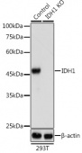 [KO Validated] IDH1 Rabbit pAb (A13245)