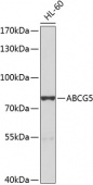 ABCG5 Rabbit pAb (A8589)