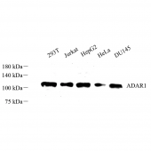 Anti -ADAR1 Rabbit pAb