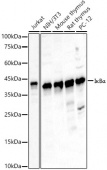 [KO Validated] IκBα Rabbit pAb (A23223)