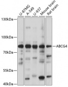 ABCG4 Rabbit pAb (A14596)