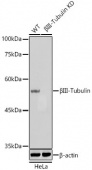 [KD Validated] βIII-Tubulin Mouse mAb (A18132)