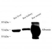 Anti -Albumin Mouse mAb
