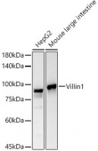 Villin Rabbit mAb (A22051)