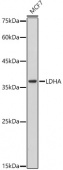 [KO Validated] LDHA Rabbit mAb (A0861)