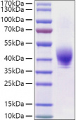 Recombinant Rat TROP-2/TACSTD2 Protein (RP01455)