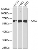 AAAS Rabbit pAb (A6427)