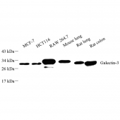 Anti - Galectin 3 Rabbit pAb