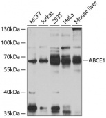 ABCE1 Rabbit pAb (A8146)