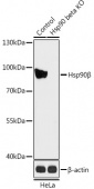 [KO Validated] Hsp90β Rabbit pAb (A18015)