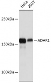 ADAR1 Rabbit mAb (A11466)