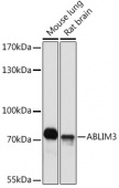 ABLIM3 Rabbit pAb (A17643)
