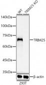 [KO Validated] TRIM25 Rabbit mAb (A4347)