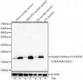 Acetyl-Histone H3-K4/K9/K14/K18/K23/K27 Rabbit pAb (A21295)