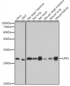 UPP1 Rabbit mAb (A0613)
