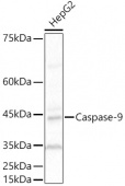 [KO Validated] Caspase-9 Rabbit pAb (A21682)