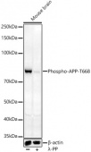 Phospho-APP-T668 Rabbit pAb (AP0006)