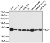 [One Step]RAN Antibody Kit (RK05695)