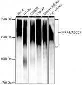 [KO Validated] MRP4/ABCC4 Rabbit mAb (A22601)