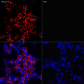 ABflo® 647 Rabbit anti-Mouse Ly-6G mAb (A22585)