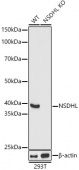 [KO Validated] NSDHL Rabbit pAb (A16893)