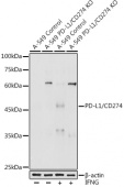 [KO Validated] PD-L1/CD274 Rabbit pAb (A20551)