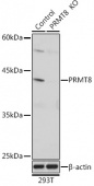[KO Validated] PRMT8 Rabbit pAb (A18440)
