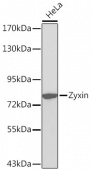 Zyxin Rabbit pAb (A2135)