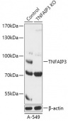 [KO Validated] TNFAIP3 Rabbit pAb (A18056)